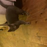 Photo de chat trouvé à Toulouse