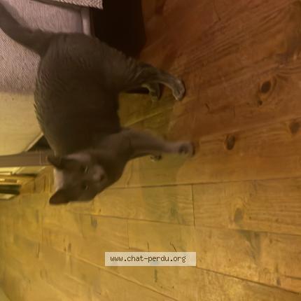 Photo 1/1 Chat retrouvé Trouvé à Toulouse