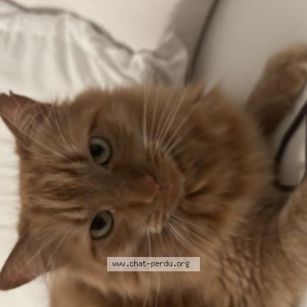 Photo 1/1 Simba Chat perdu à Vannes