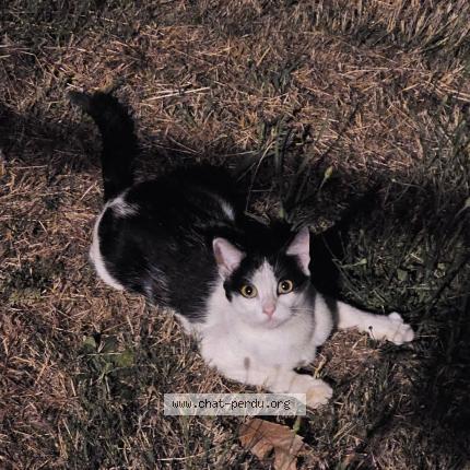 Photo 1/1 Sunny Chat perdu à Courtry