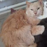 Photo de chat perdu à La Fleche