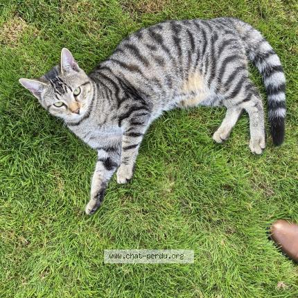 Photo 1/1 Chat retrouvé Perdu à Pornic