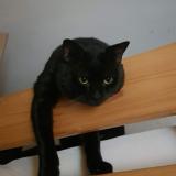 Photo de chat perdu à Epinay Sur Seine