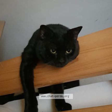 Photo 1/1 Minou Chat perdu à Epinay sur seine