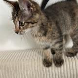 Photo de chat perdu à Les Pavillons Sous Bois