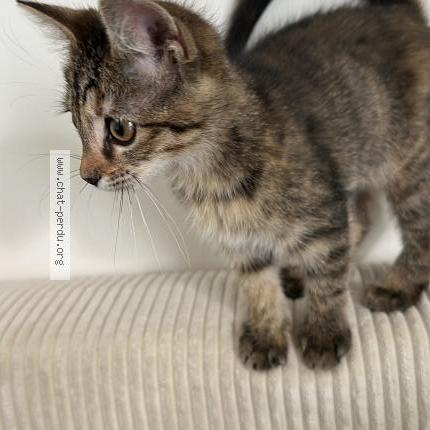 Photo 1/1 Chat retrouvé Perdu à Les pavillons sous bois