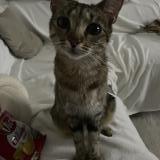 Photo de chat perdu à Venissieux