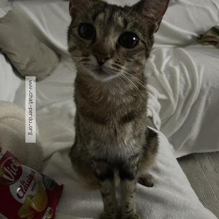 Photo 1/1 Mimi Chat perdu à Venissieux