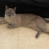 Photo de chat perdu à Lyon