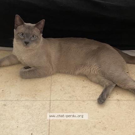 Photo 1/1 Gucci Chat perdu à Lyon