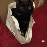 Photo de chat perdu à St Maurice Fessard