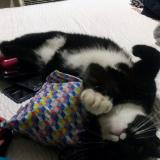 Photo de chat perdu à Louisville