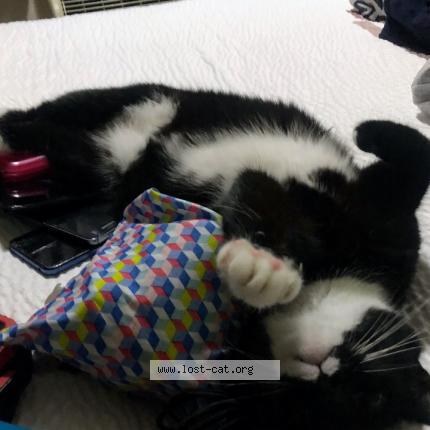 Photo 1/1 Johnny Chat perdu à Louisville