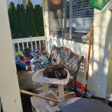 Photo de chat trouvé à Vancouver