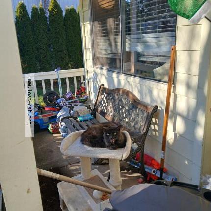 Photo 1/1 Chat trouvé Trouvé à Vancouver