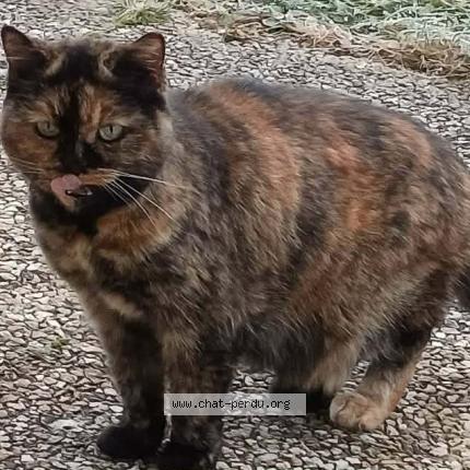 Photo 1/1 Stella Chat perdu à Saint victor malescours