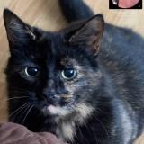 Photo de chat perdu à Leamington