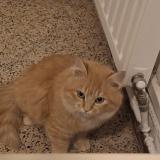 Photo de chat perdu à Aix En Provence