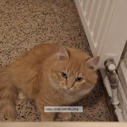 Photo 1/1 Chouchou Chat perdu à Aix en provence