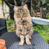 Photo de chat perdu à Chateaurenard