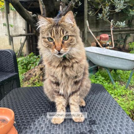 Photo 1/1 Sylvie RODRIGUEZ Chat perdu à Chateaurenard