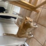 Photo de chat perdu à Montreuil