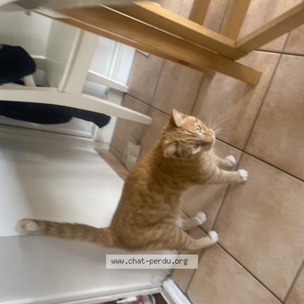 Photo 1/1 Chat retrouvé Perdu à Montreuil
