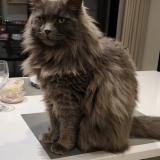 Photo de chat perdu à Le Bouscat