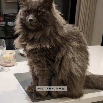 Photo 1/2 Chat retrouvé Perdu à Le bouscat