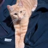 Photo de chat perdu à Saint Selve