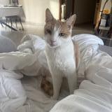 Photo de chat perdu à La Milesse