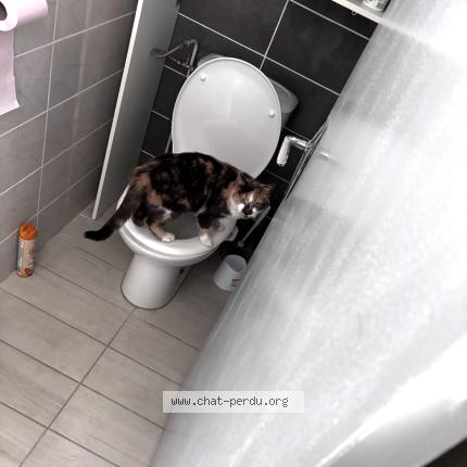 Photo 1/1 Chat retrouvé Perdu à Saint jean de monts