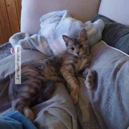 Photo 1/1 Dovah Chat perdu à Meylan