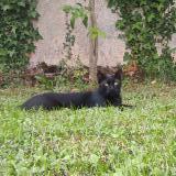 Photo de chat perdu à Cenon