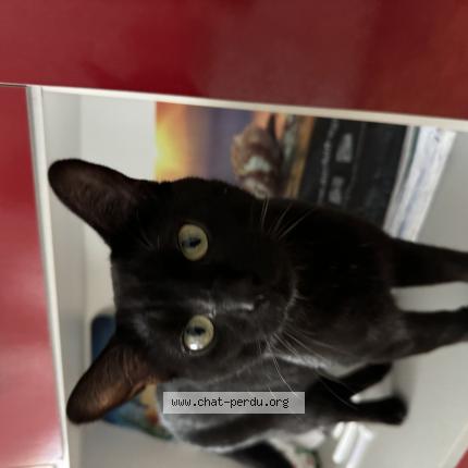 Photo 1/1 Sonic Chat perdu à Le quesnoy