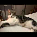 Photo de chat perdu à Saint Zacharie