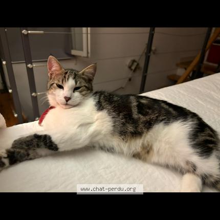 Photo 1/1 Djef Chat perdu à Saint zacharie