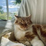 Photo de chat perdu à Frontignan