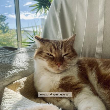 Photo 1/1 Rookie Chat perdu à Frontignan