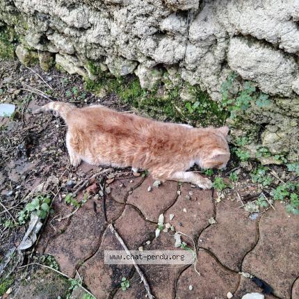 Photo 1/1 Chat trouvé Trouvé à Cognac