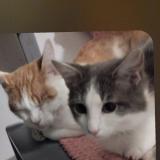 Photo de chat perdu à Roye