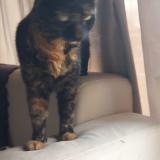 Photo de chat trouvé à Toulouse