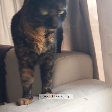 Photo 1/1 Chat trouvé Trouvé à Toulouse