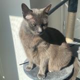 Photo de chat perdu à Saint Germain Sur Morin