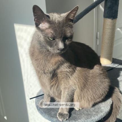 Photo 1/1 Jack Chat perdu à Saint germain sur morin