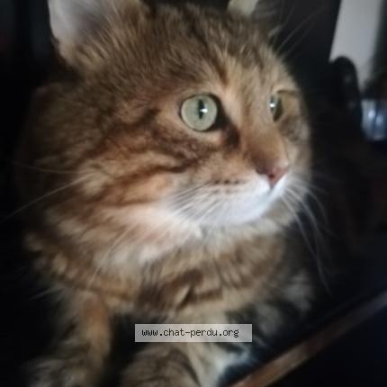 Photo 1/1 Sans nom Chat perdu à Lyon