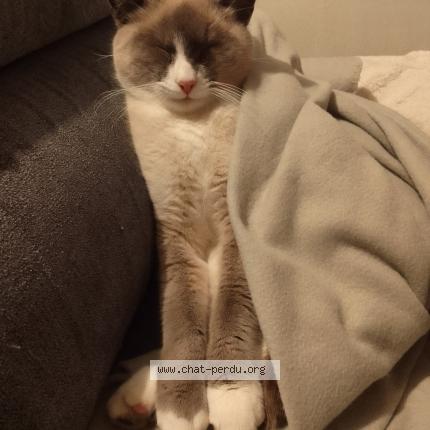 Photo 1/1 Chat retrouvé Perdu à Sainte anne sur brivet