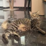 Photo de chat perdu à Theni