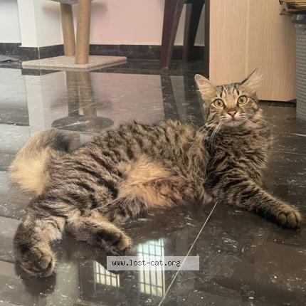 Photo 1/1 Oreo Chat perdu à Theni