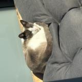 Photo de chat perdu à Saint Augustin Des Bois